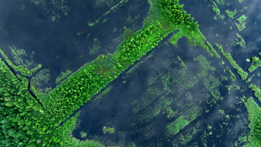 Bog with grass and moss and trees. Swamp landscape. Peatland in wet. Wild mire, wamps and Peat Bogs. Swampy land and wetland, marsh, bog. Marshland after peat extraction. Bog on Flooded field.
