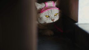 straight-eared funny Scottish cat. The sun shines in the cat's eyes. Brown eyes of the pussy. Video 4k.Kitten dressed in a pink knitted scarf and hat.