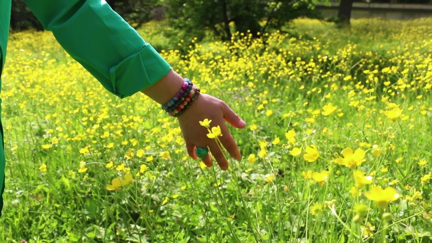 selective focus:Yellow buttercup growing in forests and mountains in spring. The wonderful-looking buttercup is actually a type of poisonous flower. Arab woman in green dress walking in yellow flowers