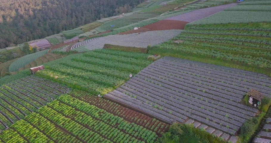 Drone shot showing asian farm worker harvesting seed on Vegetable Plantation on Hillside. Slope of Mount Sumbing, Central Java, Indonesia