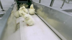 The process of sorting the chicks to be put into the box using a conveyor machine.
