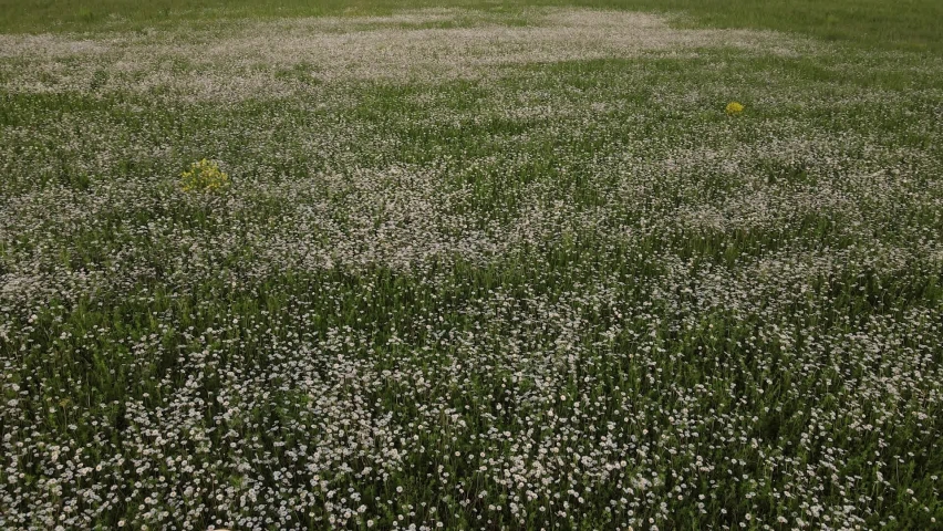 woman in a white dress and hat walks through a field with daisies in the evening at sunset in summer