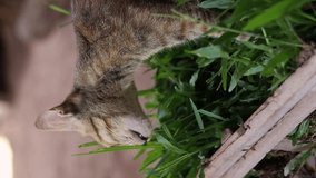 Close up of an adorable barn kitten eating fresh grass