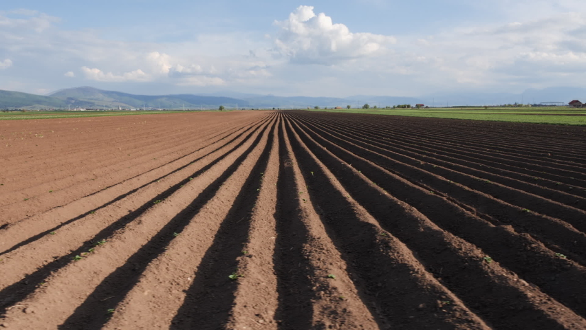 Potato field in spring after sowing - camera moves by the furrows on farmland Royalty-Free Stock Footage #1092419657
