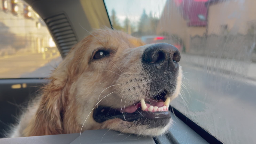 Dog of breed Golden Retriever happily riding in car trunk, panting and has tongue hanging out. Royalty-Free Stock Footage #1092419751