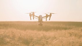 Footage of drone with digital video camera flying above green field, monitoring. Harvest concept. Smart technologies in agriculture. Horizontal shot. Quadcopter on background of sunset