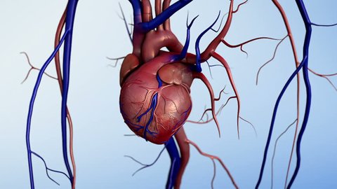 Human heart model, Full clipping path included, Human heart for medical study, Human Heart Anatomy, heart after heart attack