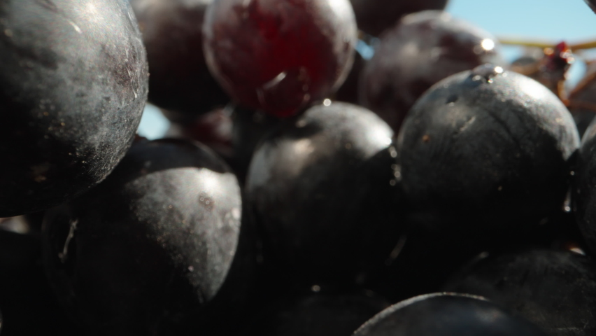 Black grapes with water drops on blue sky background. Dolly slider extreme close-up. Laowa Probe Royalty-Free Stock Footage #1092421301