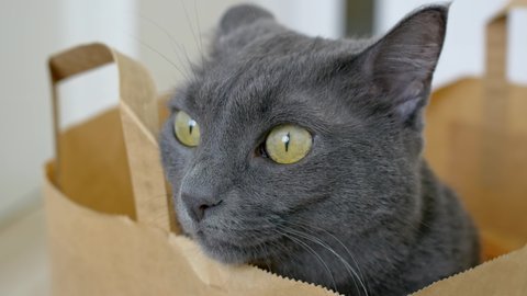 Close-up of the face of a gray cat with yellow eyes that sits in a paper bag. The life of domestic cats in the apartment. Funny cat hid in a bag from the supermarket. Funny pets concept.