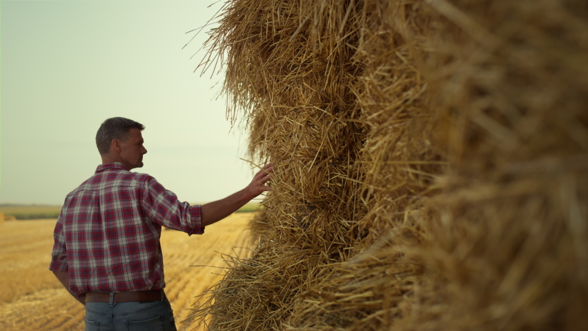 Agronomist checking hay bales at rural field. Focused farmer inspecting wheat harvest at stubble farmland. Farm worker touch dry stack examining straw quality in autumn. Modern organic agribusiness.
