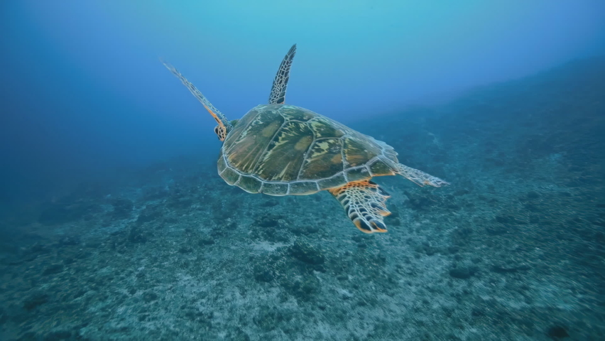 Sea turtle underwater swimming in the blue sea. Vivid blue ocean with turtle. Scuba diving with wild aquatic animal. Royalty-Free Stock Footage #1092428659