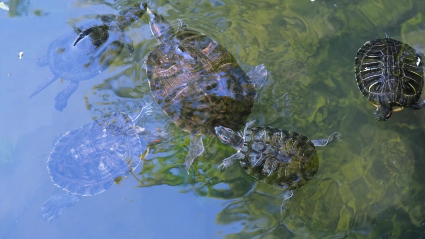 Several turtles in the lake. Turtles swim in the lake. Turtles close-up. Freshwater turtle.