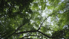Video 4K Jungle trees sun beams under forest. Green branch low angle blue sky. Walking under big trees in park. copy space. no people