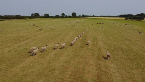 Drone shot, filming sheep in Yorkshire. Summer, dry, sun scorched grassland. Filmed East Yorkshire. England. UK 18.7.2022