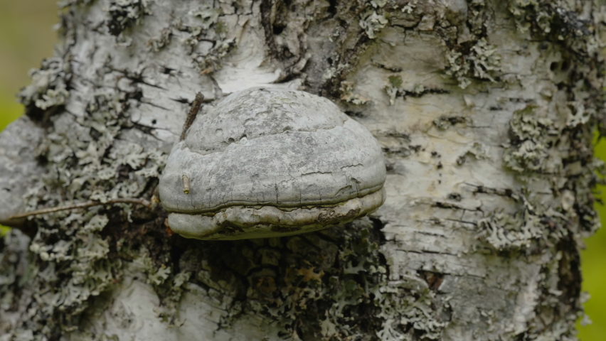 The trunk of the tree with the big mushroom growing on it in Estonia