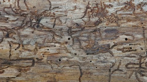 Big Log Mark Crawling Bugs On Stock Footage Video (100% Royalty-free ...