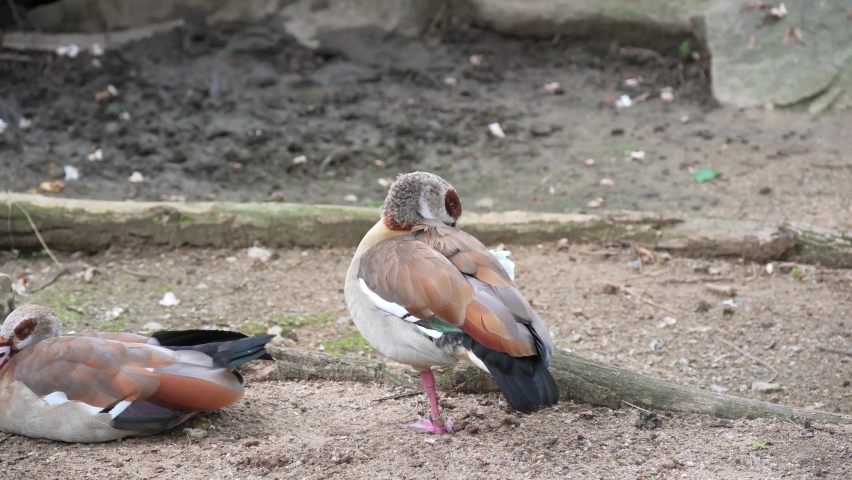 Gray duck (latin name Callonetta leucophrys) is standing on the ground.