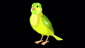 Green canary pecks grain. Handmade animated looped HD footage isolated  