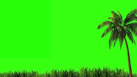 9,229 Green Screen Leaves Stock Video Footage - 4K and HD Video Clips ...