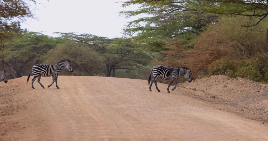 Zebra crossing a dusty road in a protected East African national park area Royalty-Free Stock Footage #1092458607