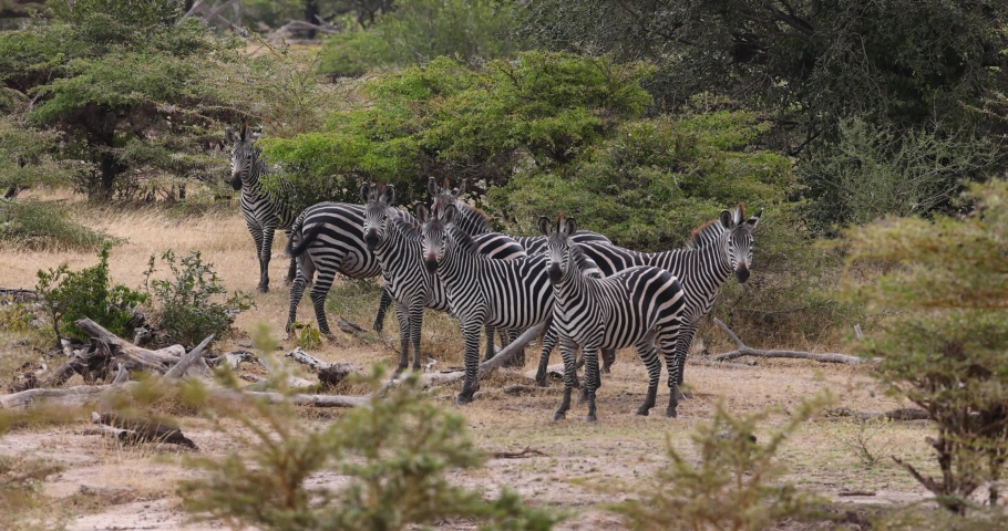 Zebra herd in natural bush land habitat in an east African national park