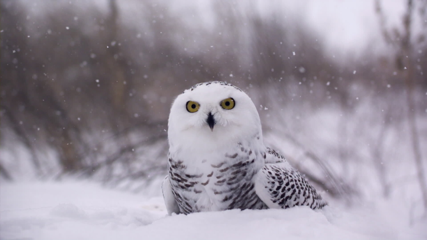 Slow motion view of a snowy owl in a winter landscape - Canadian Tundra - Hunting bird of prey