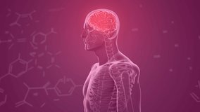 Animation of chemical formulas over human model with brain on purple background. Science, biology and anatomy concept digitally generated video. - Powered by Shutterstock - Get 15% off with code: PIKWIZARD15