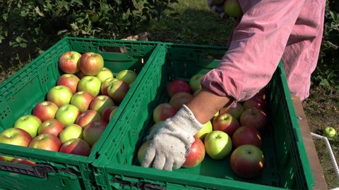Fruit Pickers Putting Apples Into Agricultural Crates. Apple Harvest And Infield Sorting Of Apples. Bulk of Ripe Apples In The Plastic Fruit Storage Crates. Apple Picking In Orchard. 