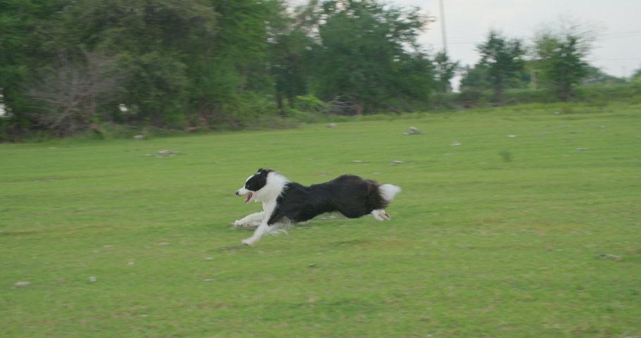 Cute black and white border collie dog runs across summer green lawn outdoor in the autumn park. Happy pedigree doggy having fun on the backyard. Slow motion. Royalty-Free Stock Footage #1092469509