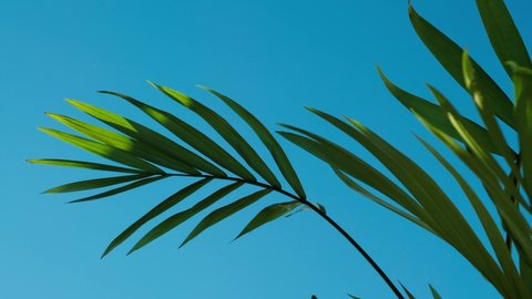 Green Palm Tree Leaves Moving Wind Stock Footage Video (100% Royalty ...