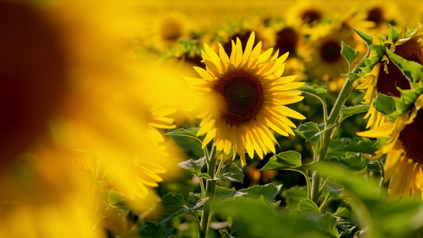 Field of yellow sunflower flowers against a background of clouds. Sunflower sways in the wind. Beautiful fields with sunflowers in the summer in rays of bright sun. Crop of crops ripening in field Royalty-Free Stock Footage #1092471985