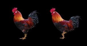 Set of rooster running realistic animation. Isolated animal video including alpha channel allows to add background in post-production. Element for visual effects.