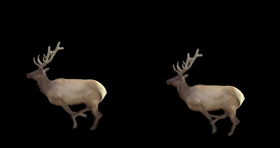 Set of wapiti running and jumping. Isolated cyclic animation. Element for visual effects. Royalty-Free Stock Footage #1092473867