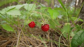 Close-up of a strawberry plant with several berries ready for harvest. Raw and organic superfood ingredients for a healthy diet. Seasonal harvest. Strawberries in a pine forest. Strawberries close-up 