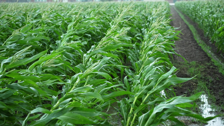 Cornstalks blowing in the wind during rainstorm in Utah in summer monsoon.