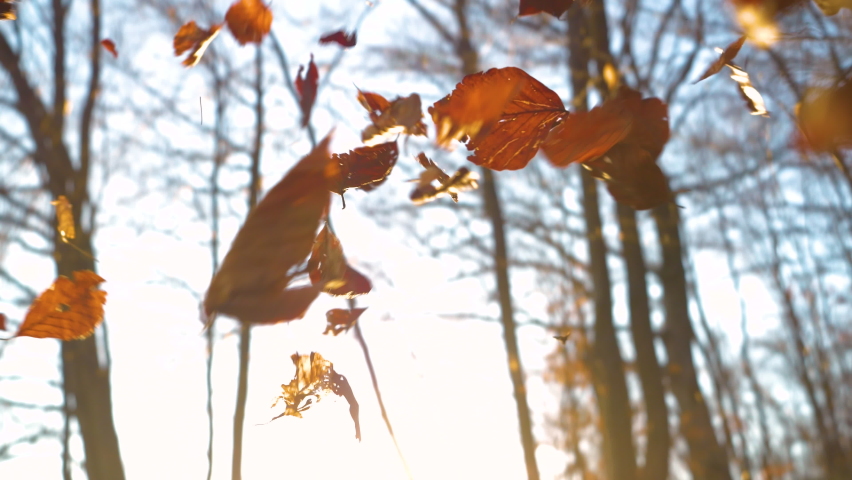 CLOSE UP: Golden sun shinning through dry autumn leaves falling on forest floor. Beautiful autumn nature motif in the embrace of gorgeous light. Brown tree leaves dropping on the ground in the woods. Royalty-Free Stock Footage #1092477725