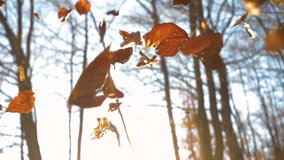 CLOSE UP: Golden sun shinning through dry autumn leaves falling on forest floor. Beautiful autumn nature motif in the embrace of gorgeous light. Brown tree leaves dropping on the ground in the woods. - Powered by Shutterstock - Get 15% off with code: PIKWIZARD15
