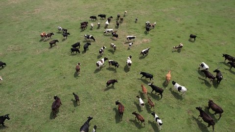 herd of cattle, aerial shot herd of cattle grazing