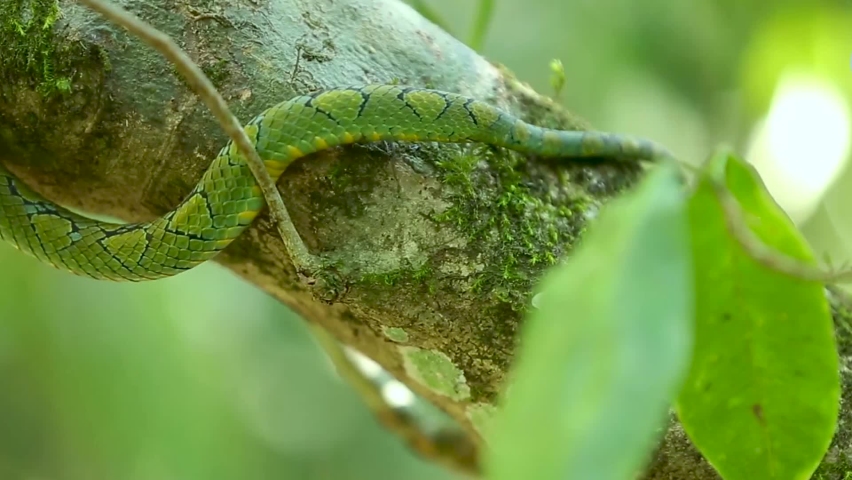 Sri Lankan green pit viper Craspedocephalus trigonocephalus Ceylon pit viper green snake endemic pet snake