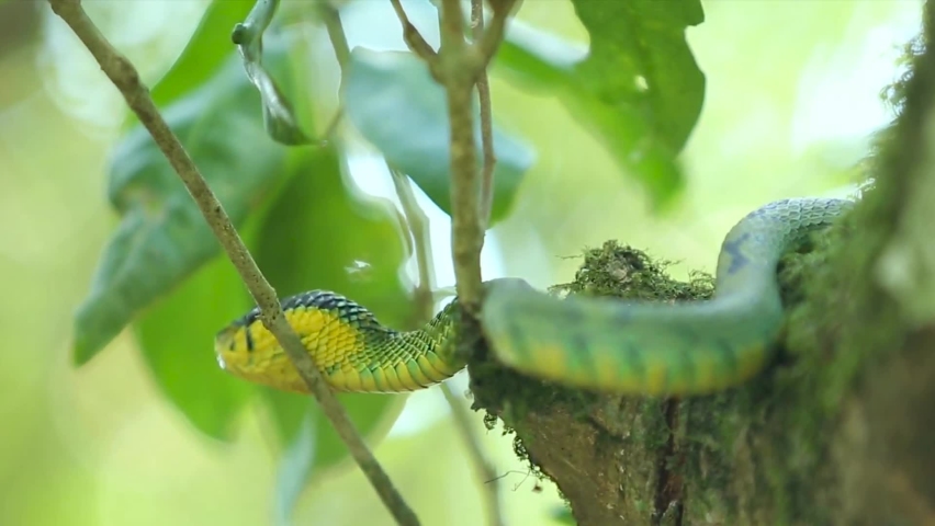 Sri Lankan green pit viper Craspedocephalus trigonocephalus Ceylon pit viper green snake endemic pet snake