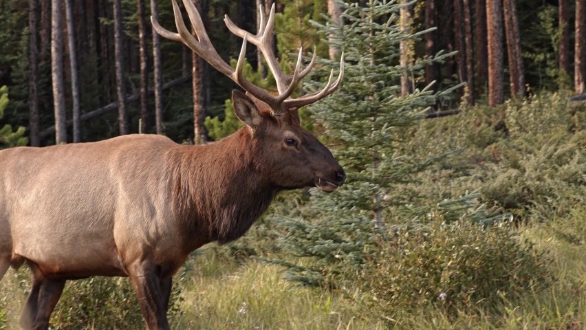 Walking Caribou in Alberta CA