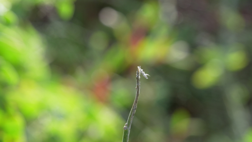 Dragonfly Flying Into Land On Plant In The Galapagos. Bokeh Green Background. Close Up