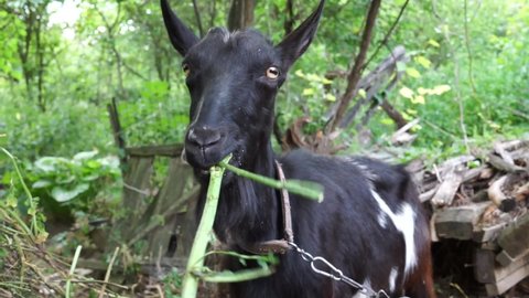 A big black goat eats weeds and actively chews