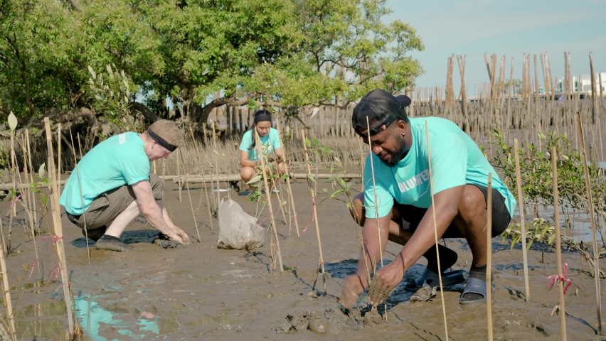 African American men volunteer helpers planting trees in mangrove forest for environmental protection and ecology, reduce global warming, Charity work Royalty-Free Stock Footage #1092489631