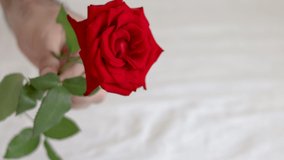 man,guy,hand giving red beautiful rose to his beloved,girlfriend.woman,girl hand is taking the rose.bed coverlet blanket background.romantic gesture,valentine's,women international,mother day. - Powered by Shutterstock - Get 15% off with code: PIKWIZARD15