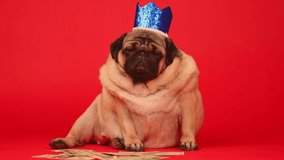 Cute dog with crown on head sitting with dollar bills. Business pug with blue crown and money on red background.