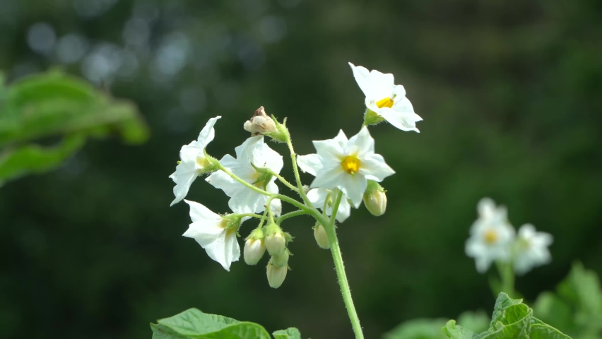 The potato is a starchy tuber of the plant Solanum tuberosum and is a root vegetable native to the Americas.