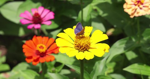 The blue butterfly flies and takes a nectar from the Zinnia flower in the garden, close up shot and slow motion on beautiful summer day
