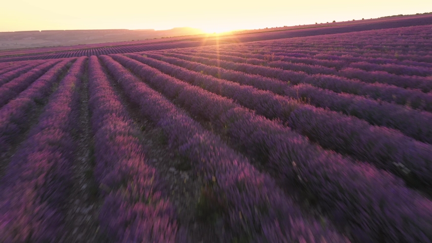 Lavender fields herb farm, aerial drone fly. Beautiful purple flowers at sunset. Sustainable, regional organic cultivation. Provence region, France Royalty-Free Stock Footage #1092503885