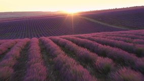 Lavender fields herb farm, aerial drone fly. Beautiful purple flowers at sunset. Sustainable, regional organic cultivation. Provence region, France - Powered by Shutterstock - Get 15% off with code: PIKWIZARD15